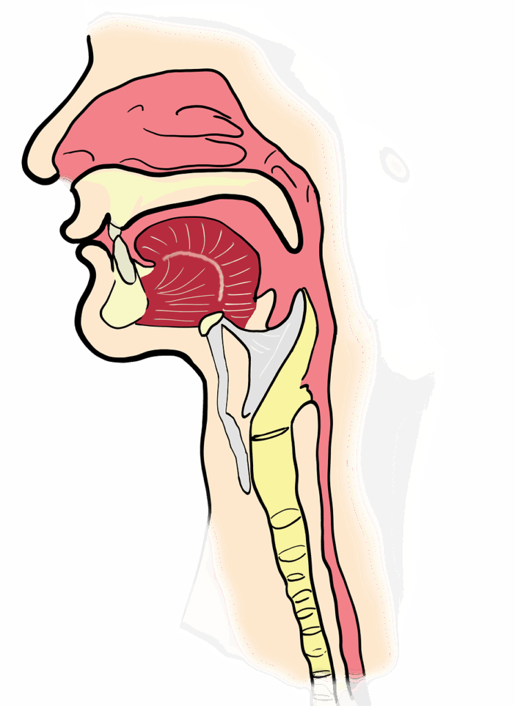Anatomie der Zunge