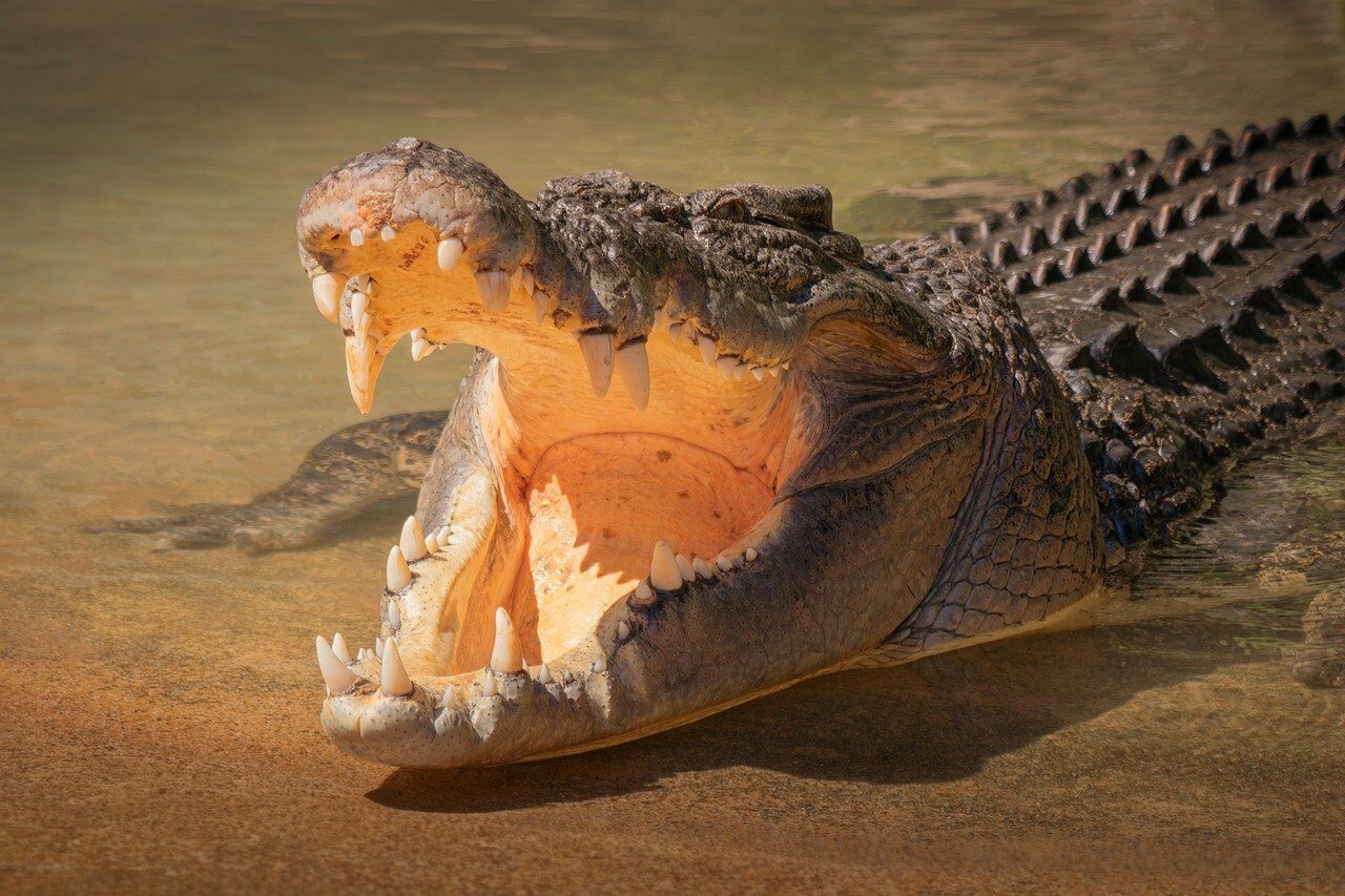 crocodile, saltwater, saltwater crocodile, nature, crocodylus porosus, australia, reptile, animal